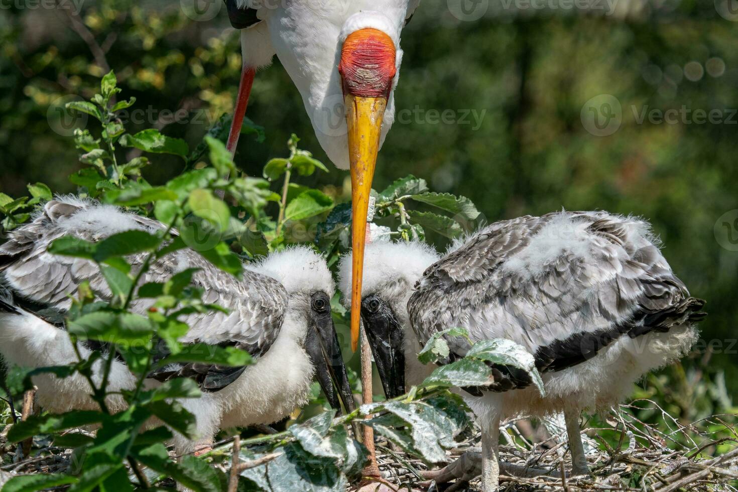 White stork feeding chicks. Bird's nest. Family mycteria cinerea in the nest. photo