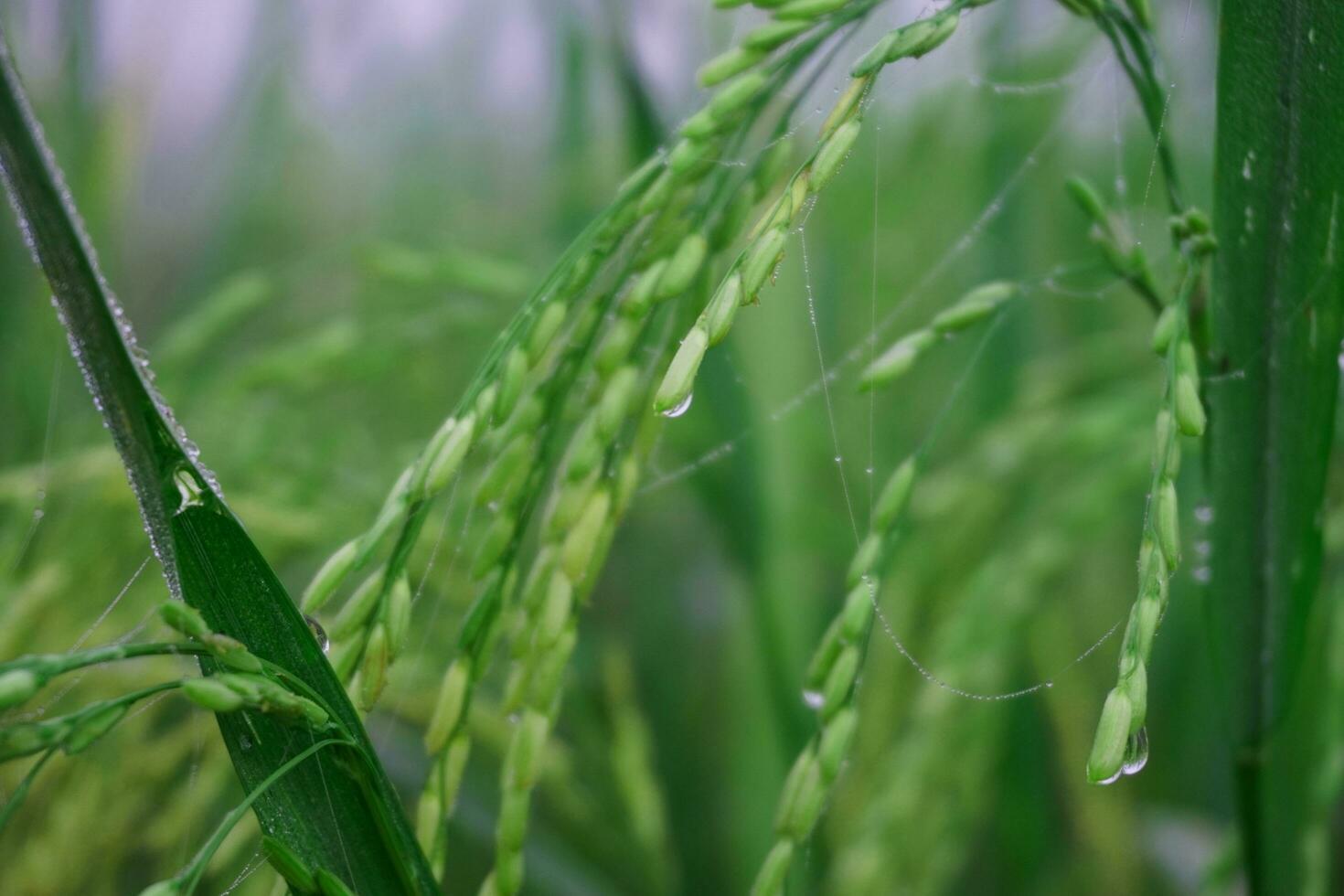 The green and yellow ears of Rice grains before harvest rice fields in Bangladesh. photo