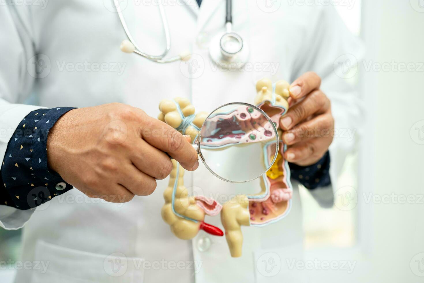 Intestine, appendix and digestive system, doctor holding anatomy model for study diagnosis and treatment in hospital. photo