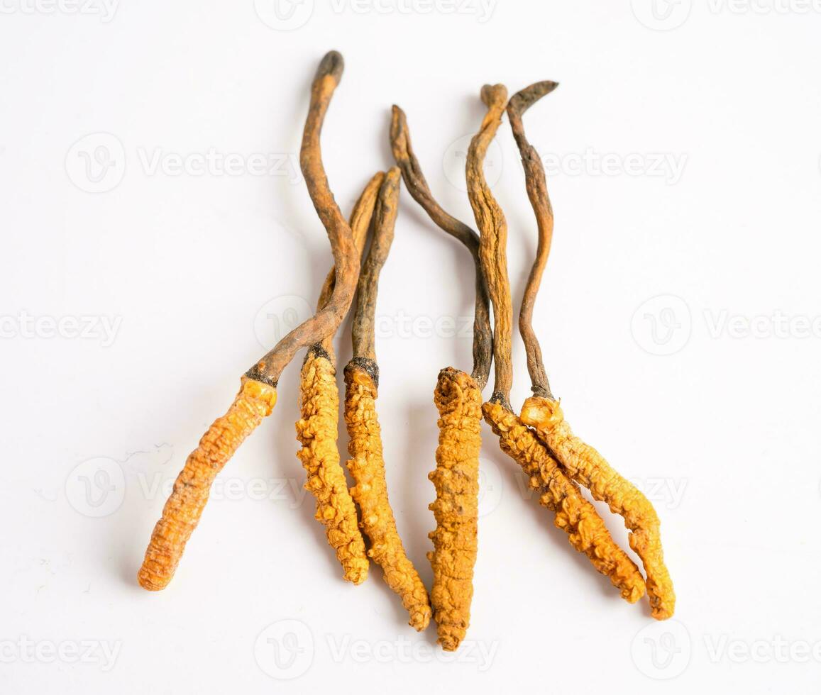 cordyceps o ophiocordyceps sinensis seta hierba es hongo para usado como medicamento. foto