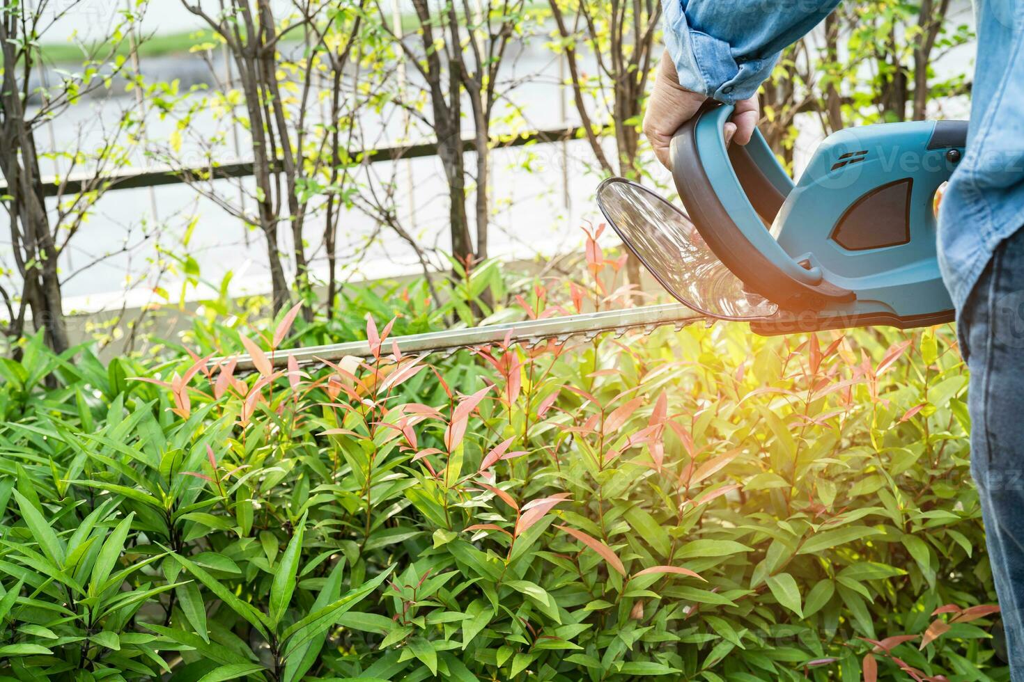 Woman taking care and growing plants, Hobby planting home garden, ornamental pruning. photo
