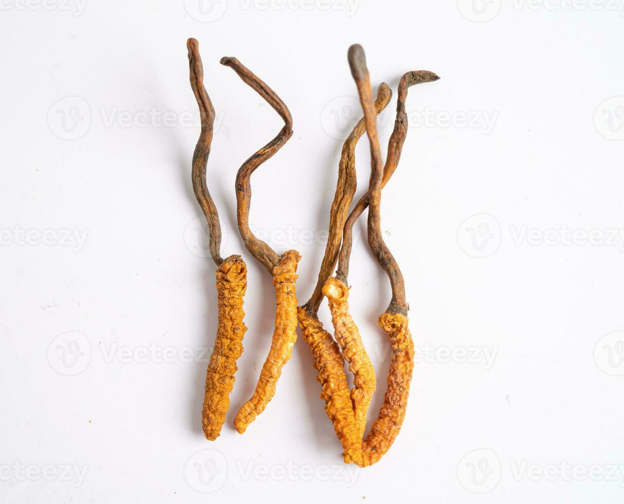 Cordyceps or Ophiocordyceps sinensis mushroom herb is fungus for used as medicine on white background with clipping path. photo