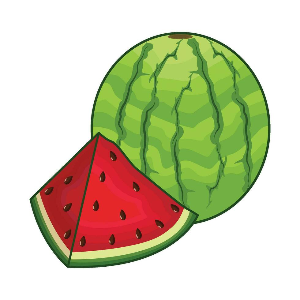 illustration of watermelon vector