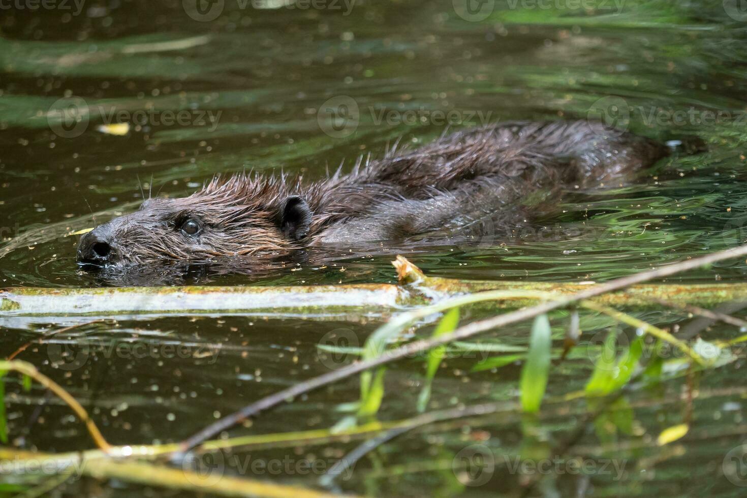 castor canadensis nadando en la superficie de un estanque foto