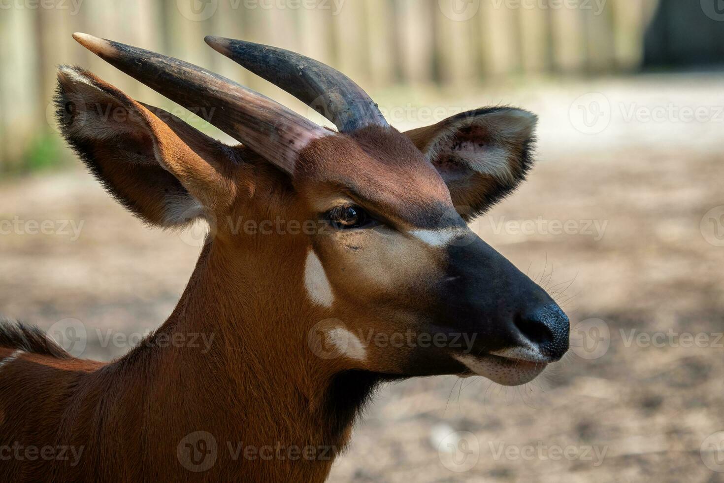 bongo antílope, boocercus euriceros isaac foto