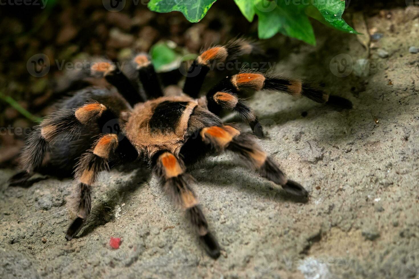 tarántula araña de cerca. araña foto