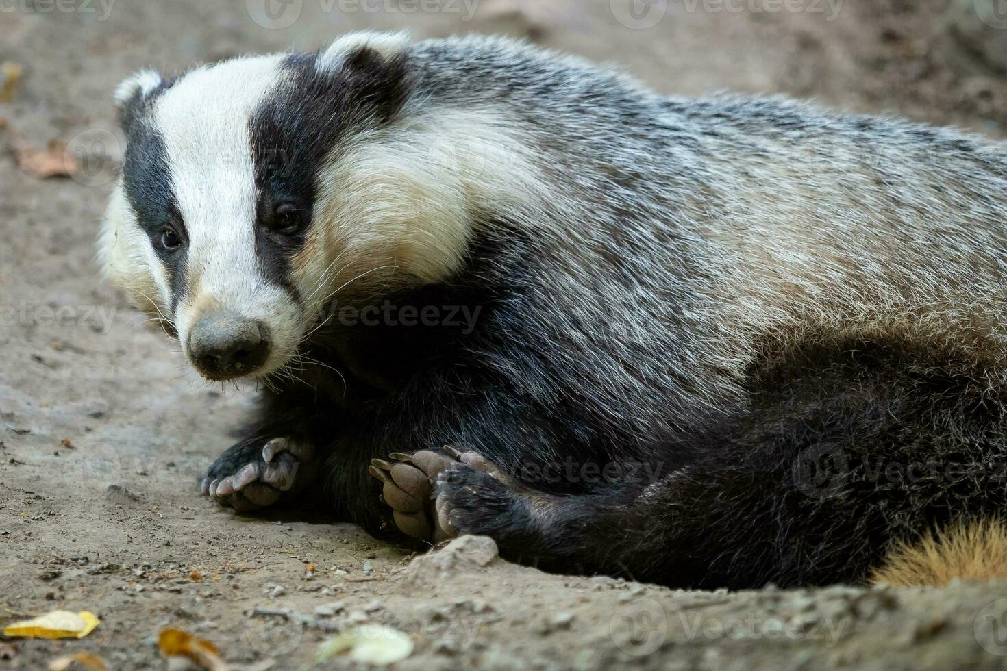 Badger near of the hole. European badger photo