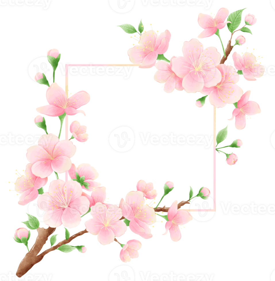 Watercolor hand drawn illustration of Cherry Blossom sakura frames wreaths border spring time pink blooming flowers png