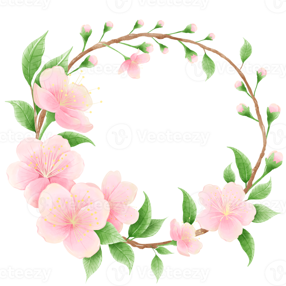 Watercolor hand drawn illustration of Cherry Blossom sakura frames wreaths border spring time pink blooming flowers png