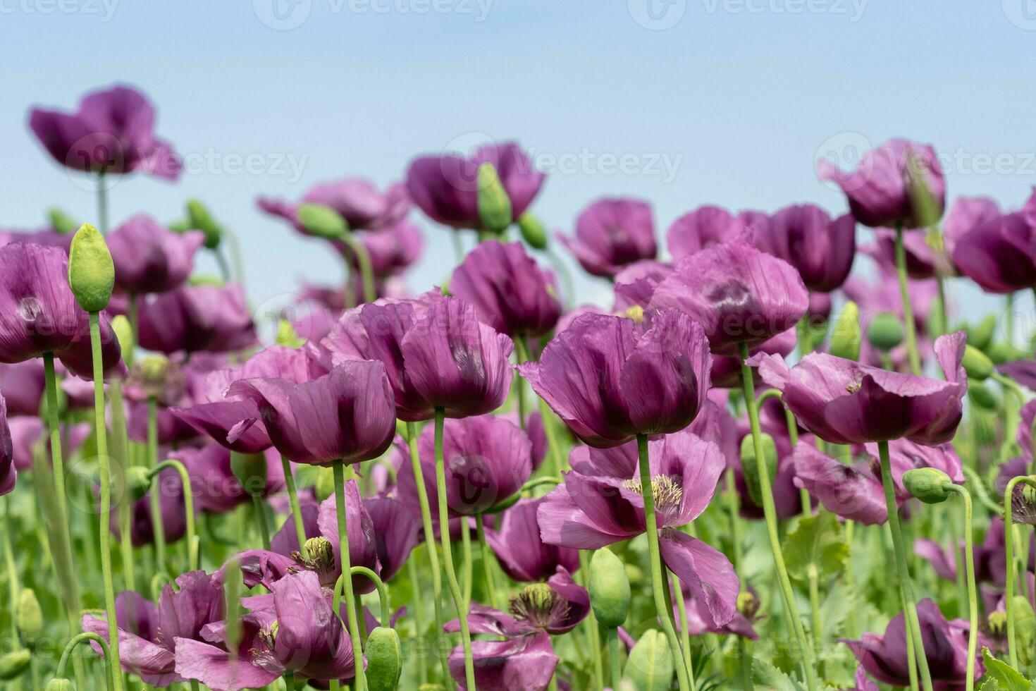 Purple poppy blossoms in a field. photo