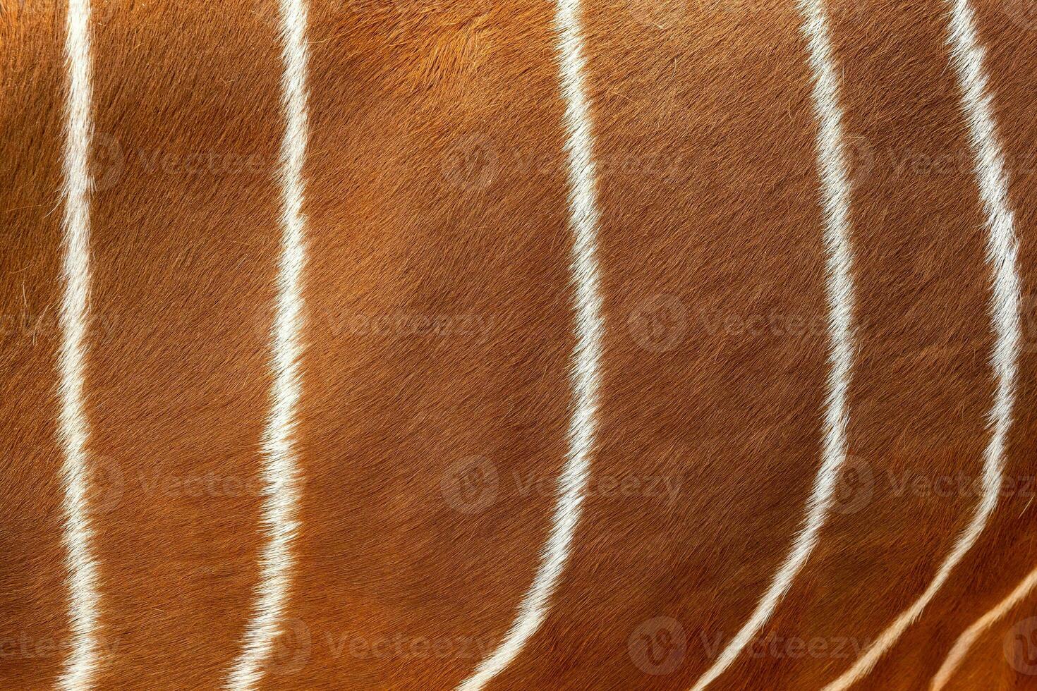 Bongo fur pattern or texture on background. Antelope bongo skin. photo