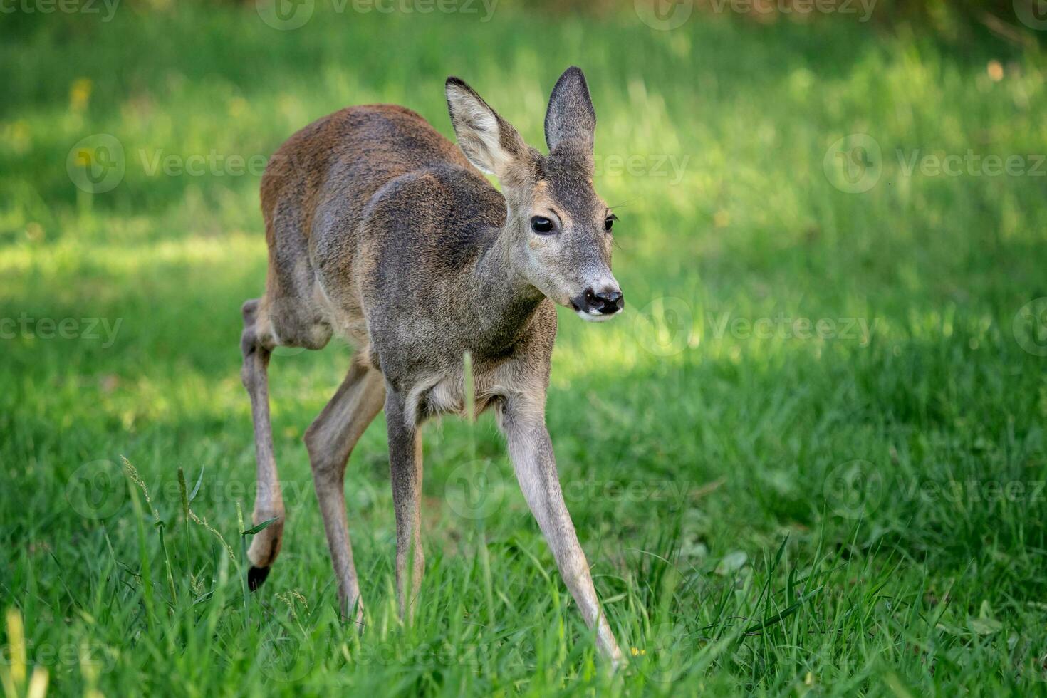 Running doe deer in grass, Capreolus capreolus. Wild roe deer in spring nature. photo