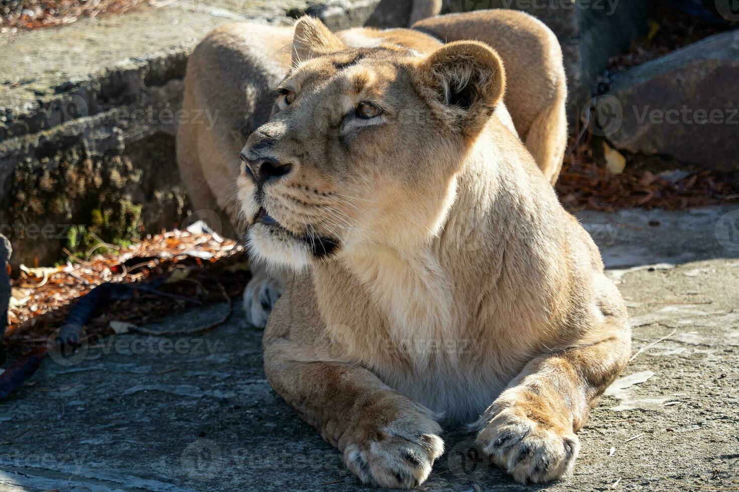 Asiatic lioness. A critically endangered species. photo