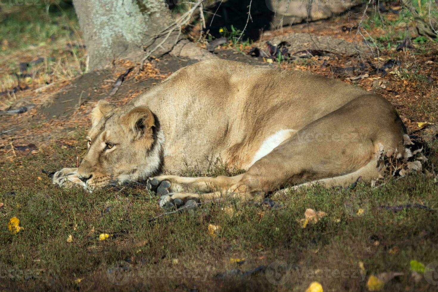 Asiatic lioness. A critically endangered species. photo