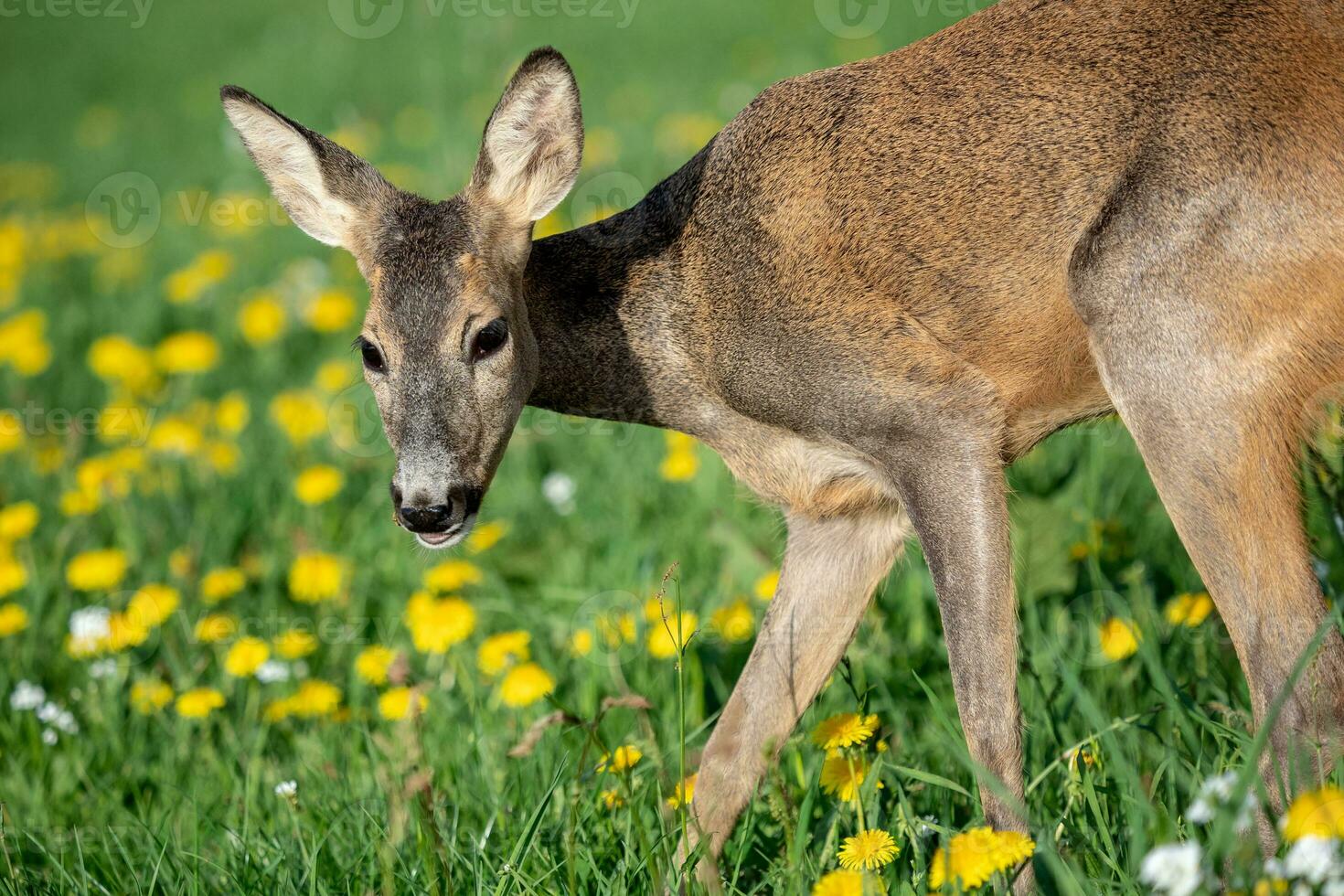 Roe deer in grass, Capreolus capreolus. Wild roe deer in spring nature. photo