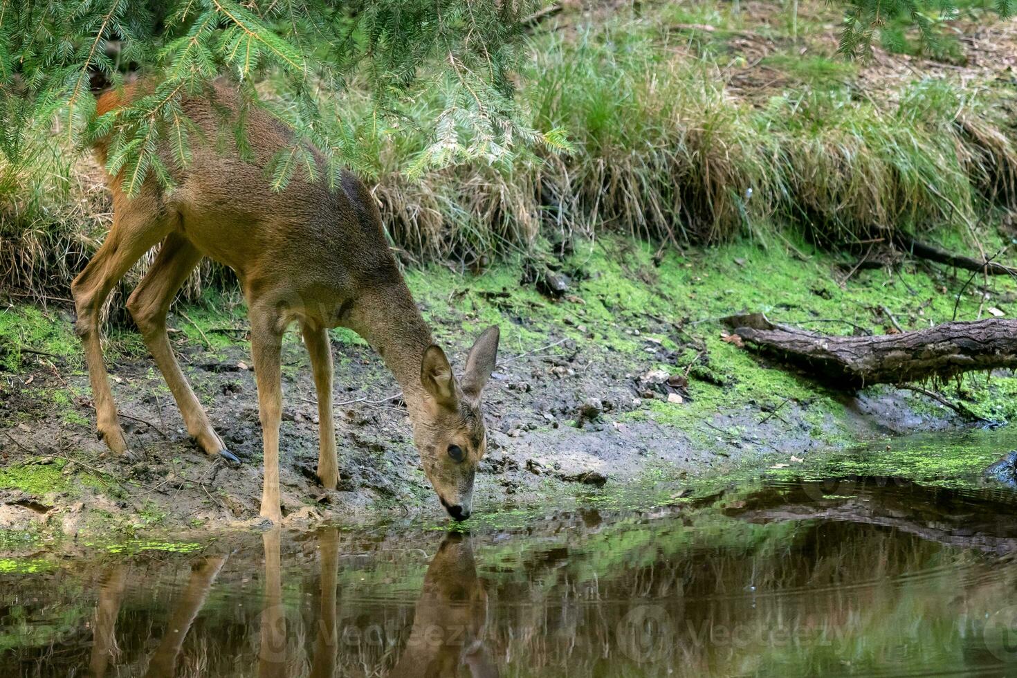 Roe deer in forest, Capreolus capreolus. Wild roe deer drinking water from the pond photo