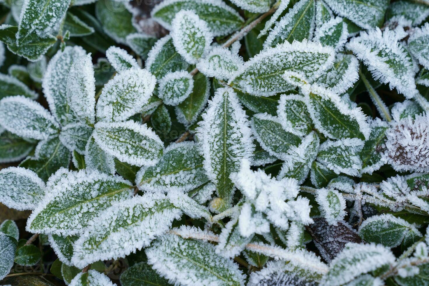 Green leaves of plants covered with frost photo