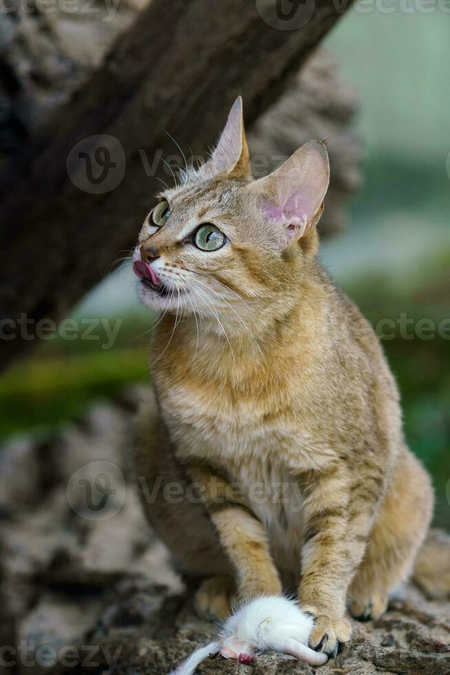 Arabian wildcat with prey also known as the Gordon's wildcat. Wildlife animal. photo