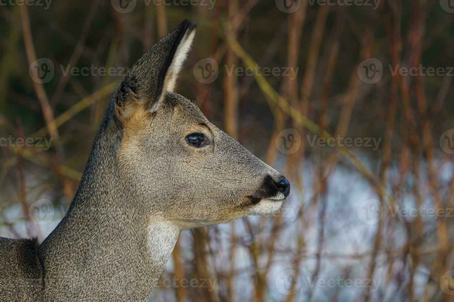 Roe deer in forest, Capreolus capreolus. Wild roe deer in nature. photo