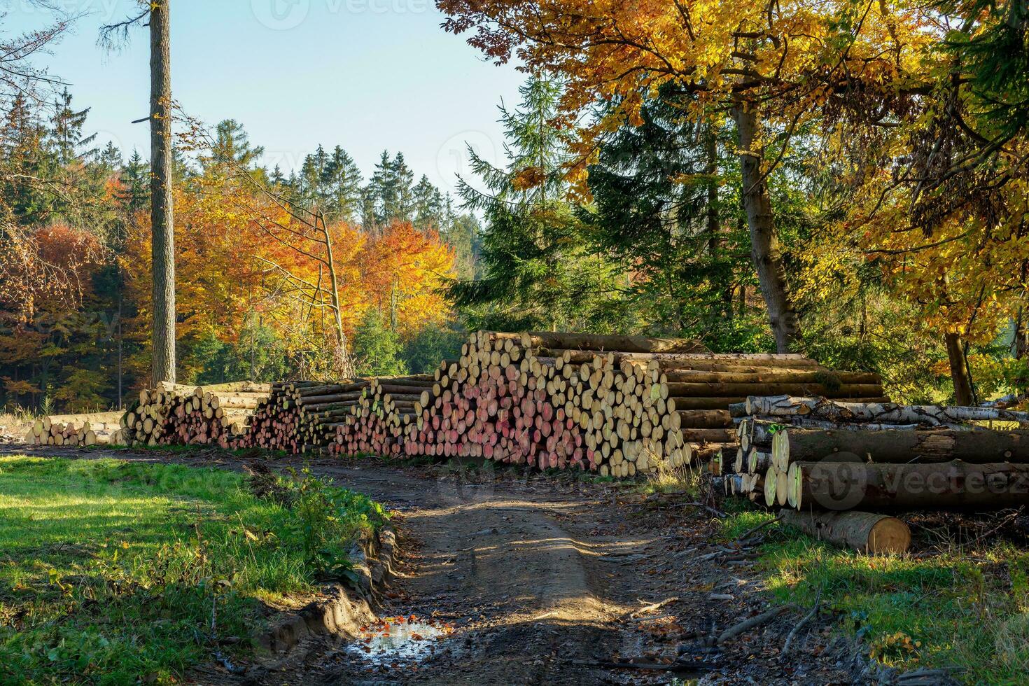 Pile of spruce wood in forest. A view of huge stacks of logs. photo