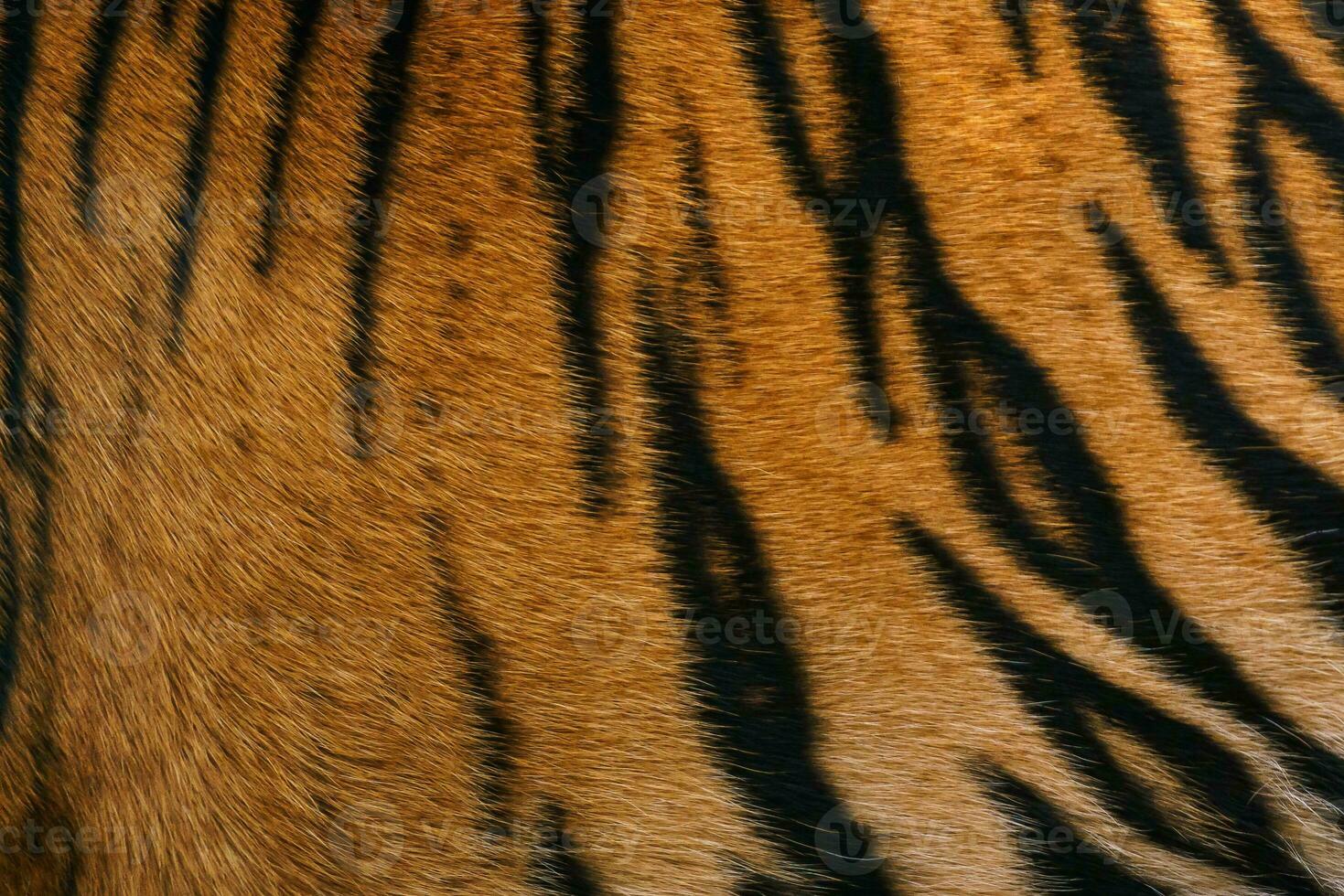 Tiger pattern, real sumatran tiger texture skin black orange stripe pattern for background photo