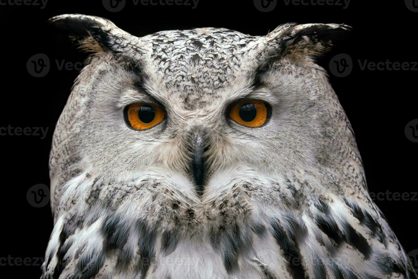 Siberian Eagle Owl on black background, Bubo bubo sibiricus. photo