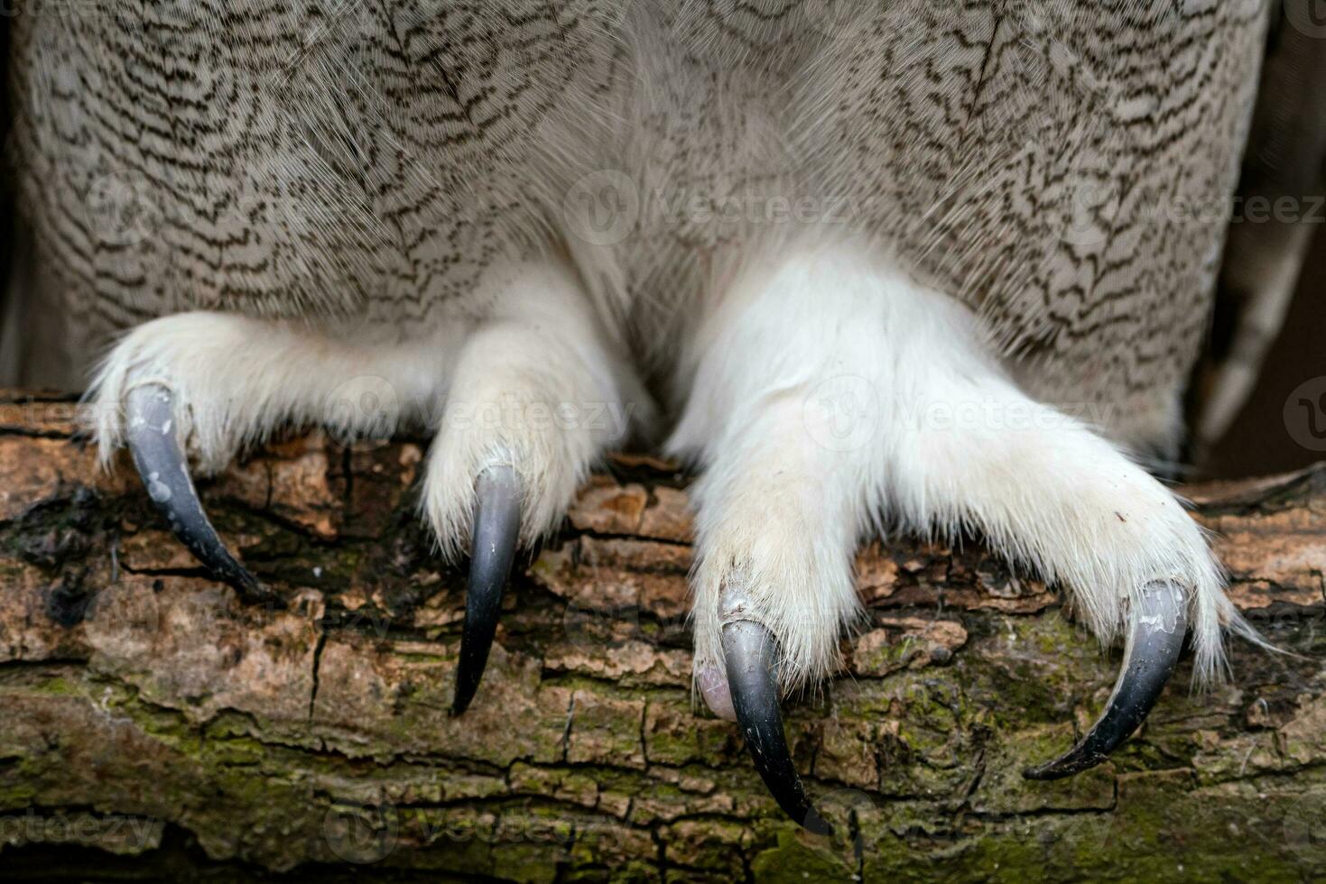 Close up of the claws of a Siberian Eagle Owl, Bubo bubo sibiricus. photo