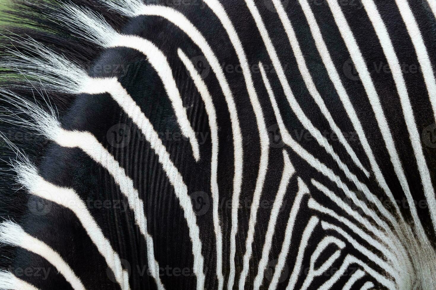 Detail of a black and white stripes on a zebra skin photo