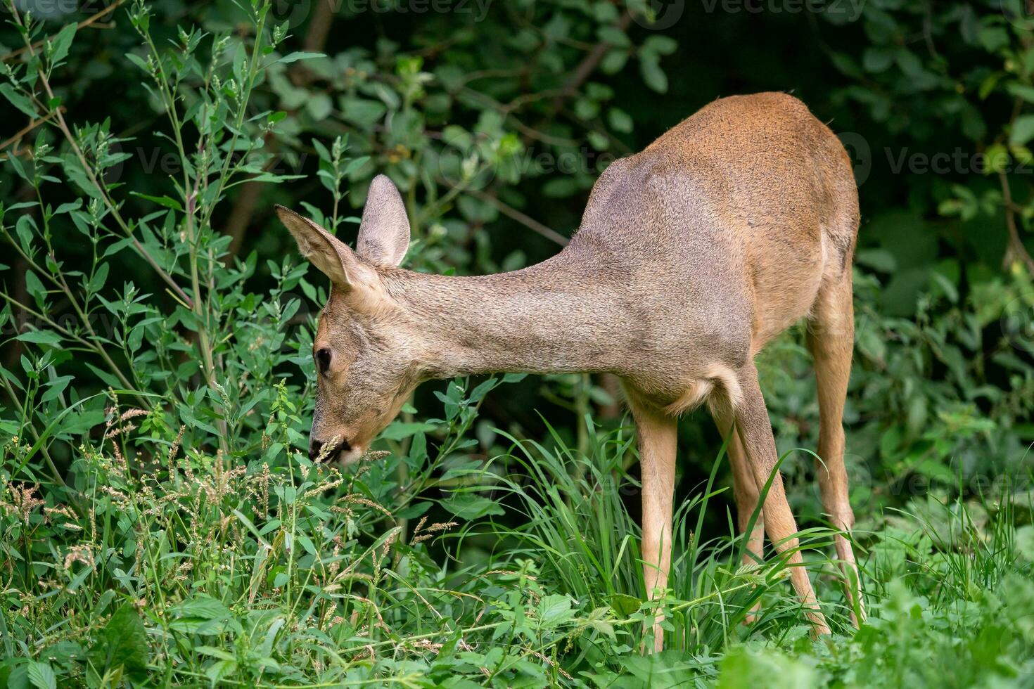 Roe deer in forest, Capreolus capreolus. Wild roe deer in nature. photo