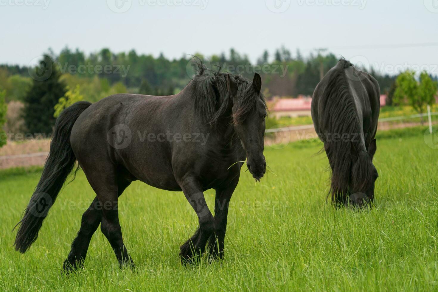 dos negro frisón caballos en pie en el pasto foto