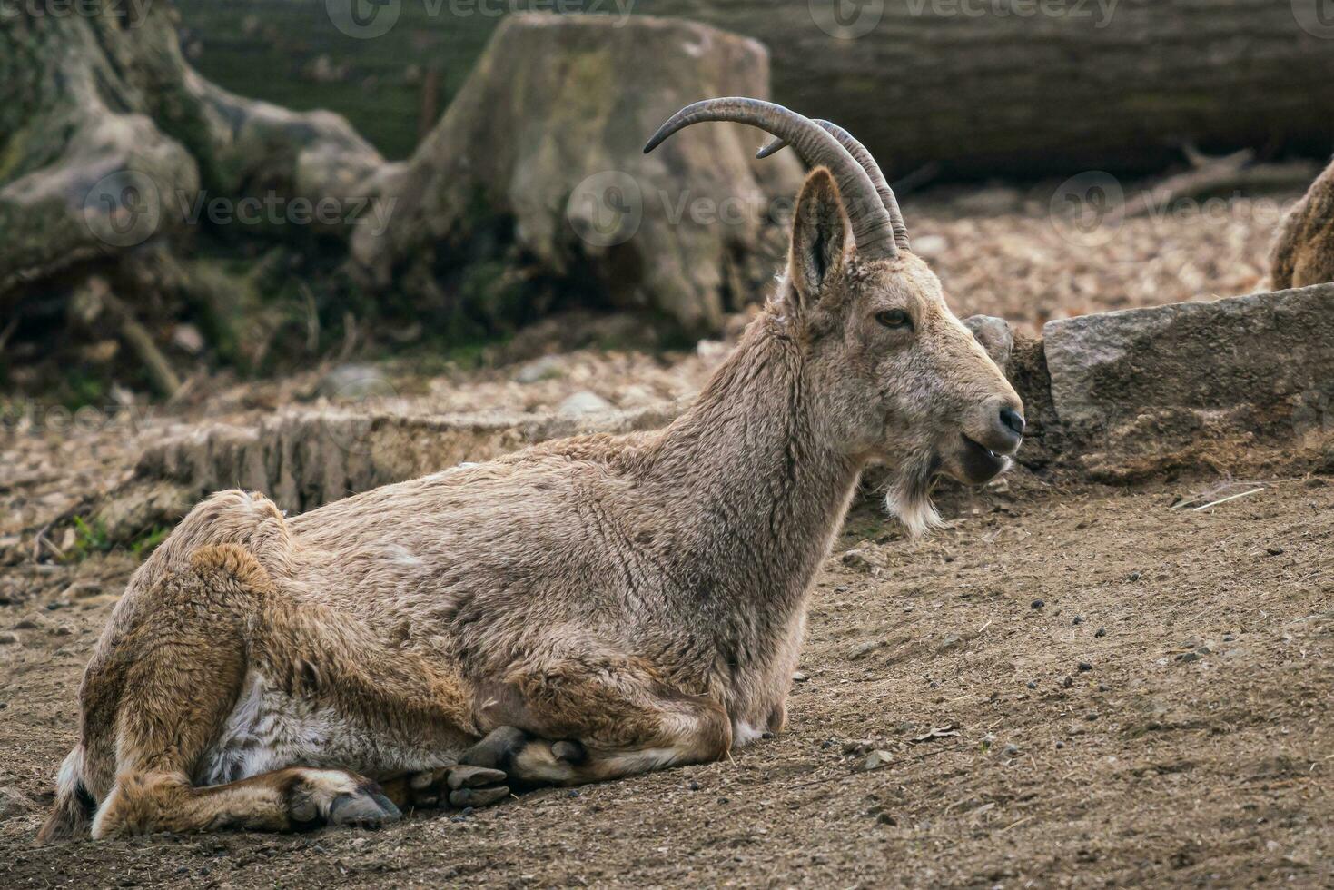Female Siberian ibex, Capra sibirica photo