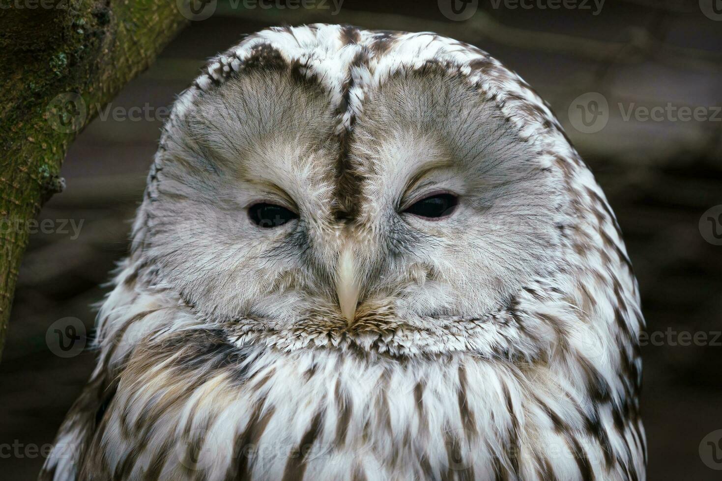 Portrait of Ural owl, Strix uralensis. photo