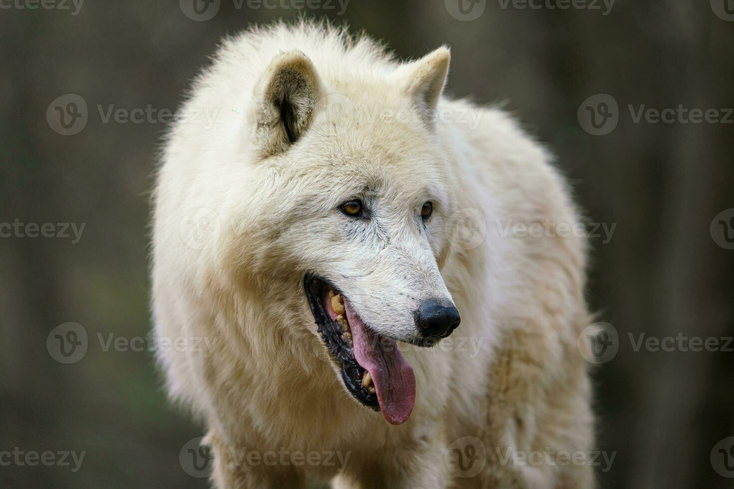 Arctic wolf, also known as the white wolf or polar wolf photo