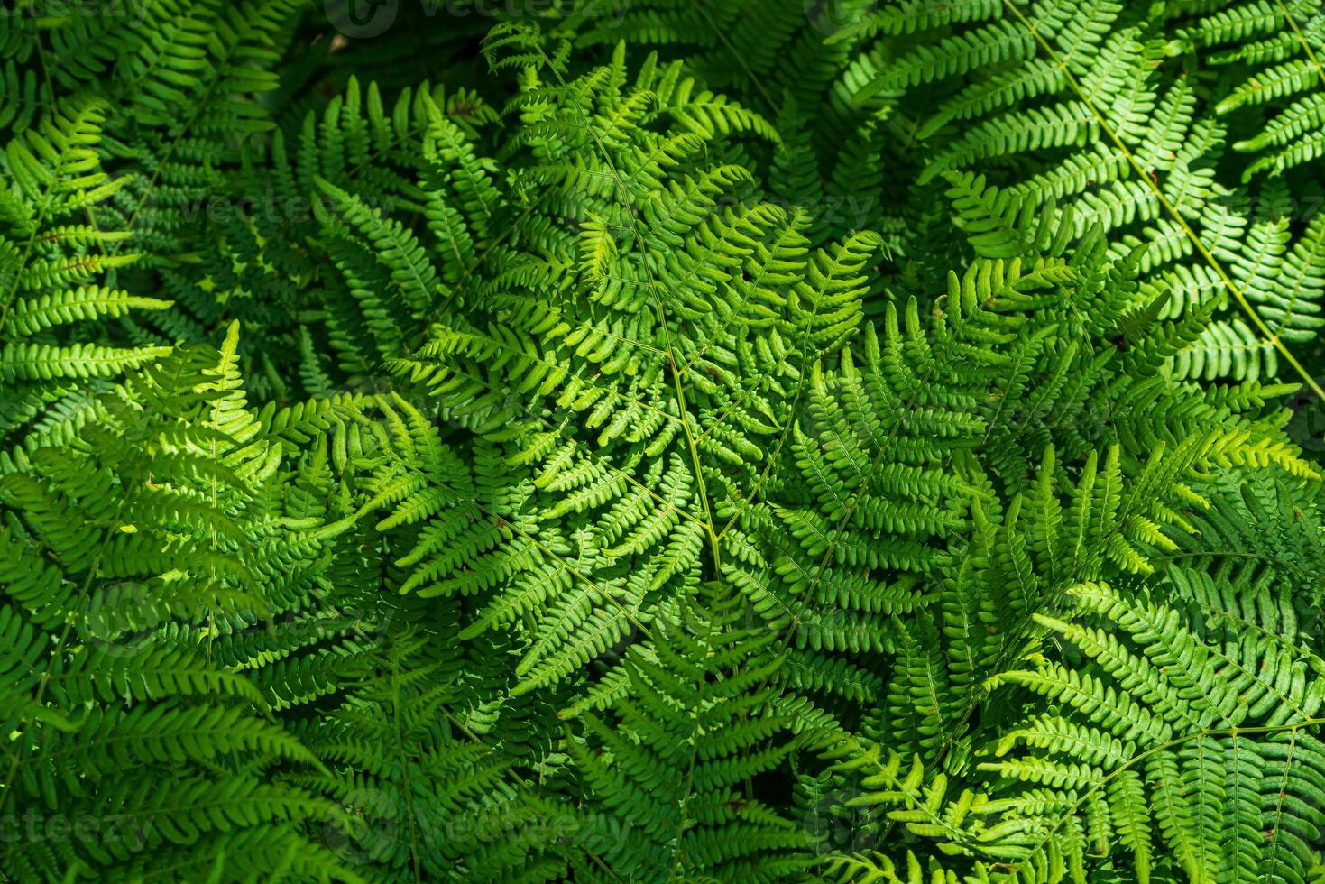 Natural fern pattern. Background with young green fern leaves. photo