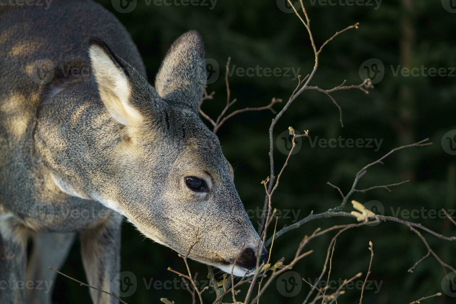 Roe deer eats grass under snow in spruce forest, Capreolus capreolus. Wild roe deer in nature. photo