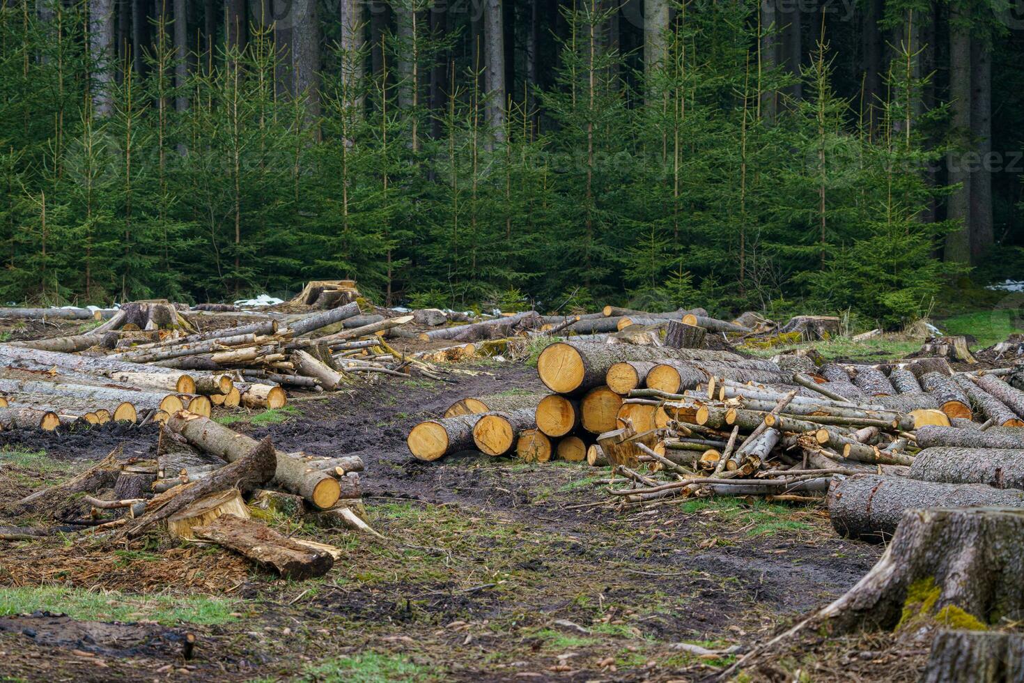 Pile of wood. A view of huge stacks of logs. photo