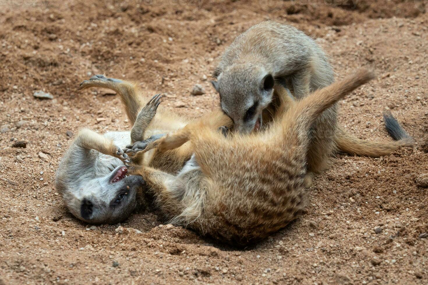 el suricatas lucha para territorio. suricatas o suricatas jugar luchando en el arena foto