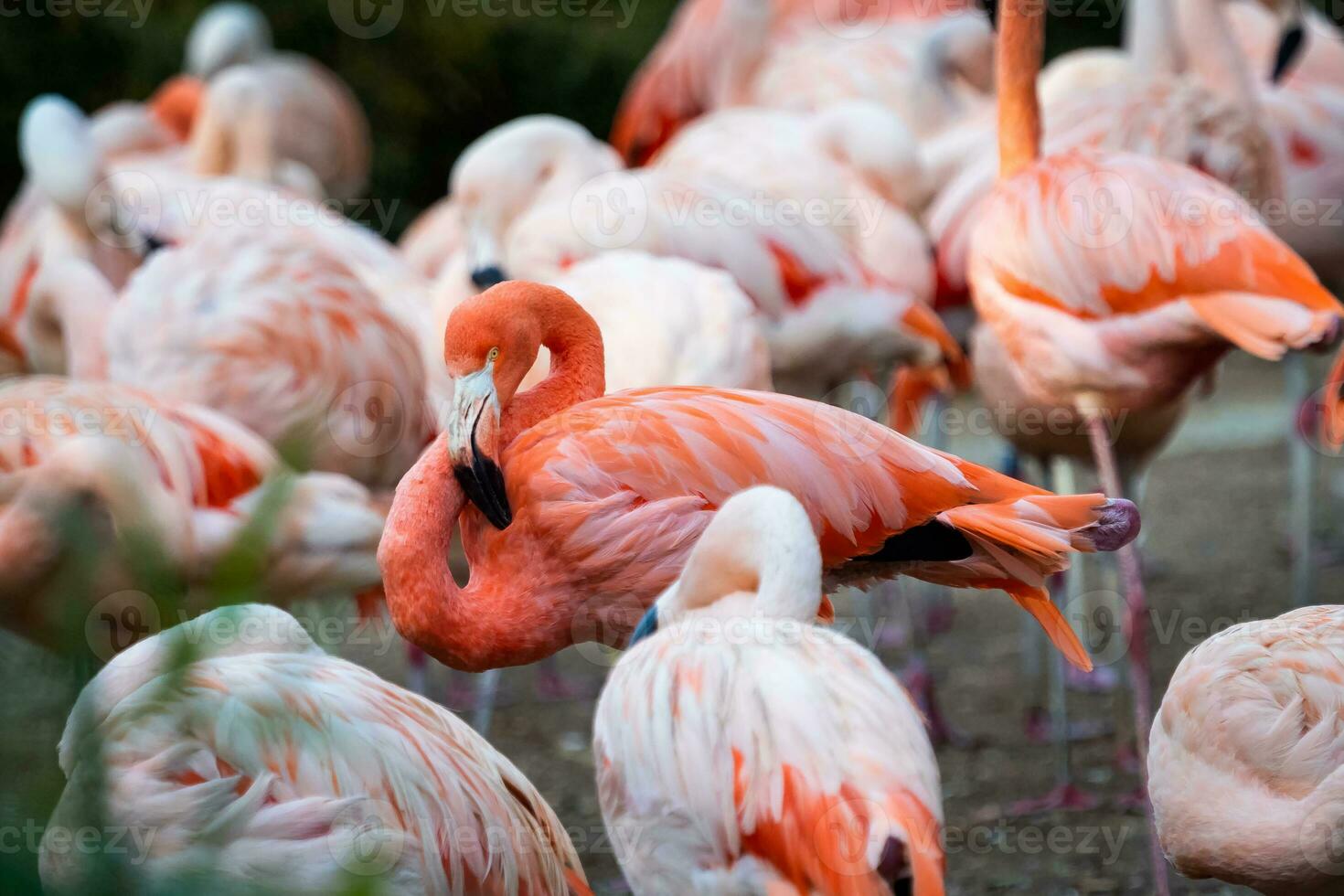 Group of Chilean Flamingos photo