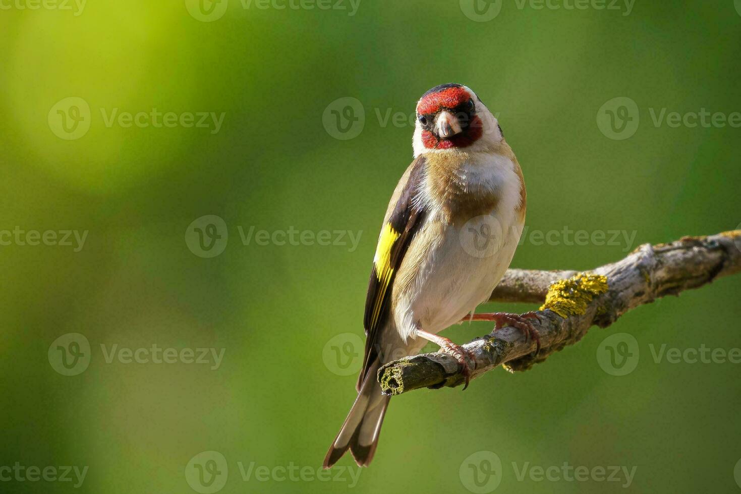 European Goldfinch, Carduelis carduelis on a branch. Czech republic photo