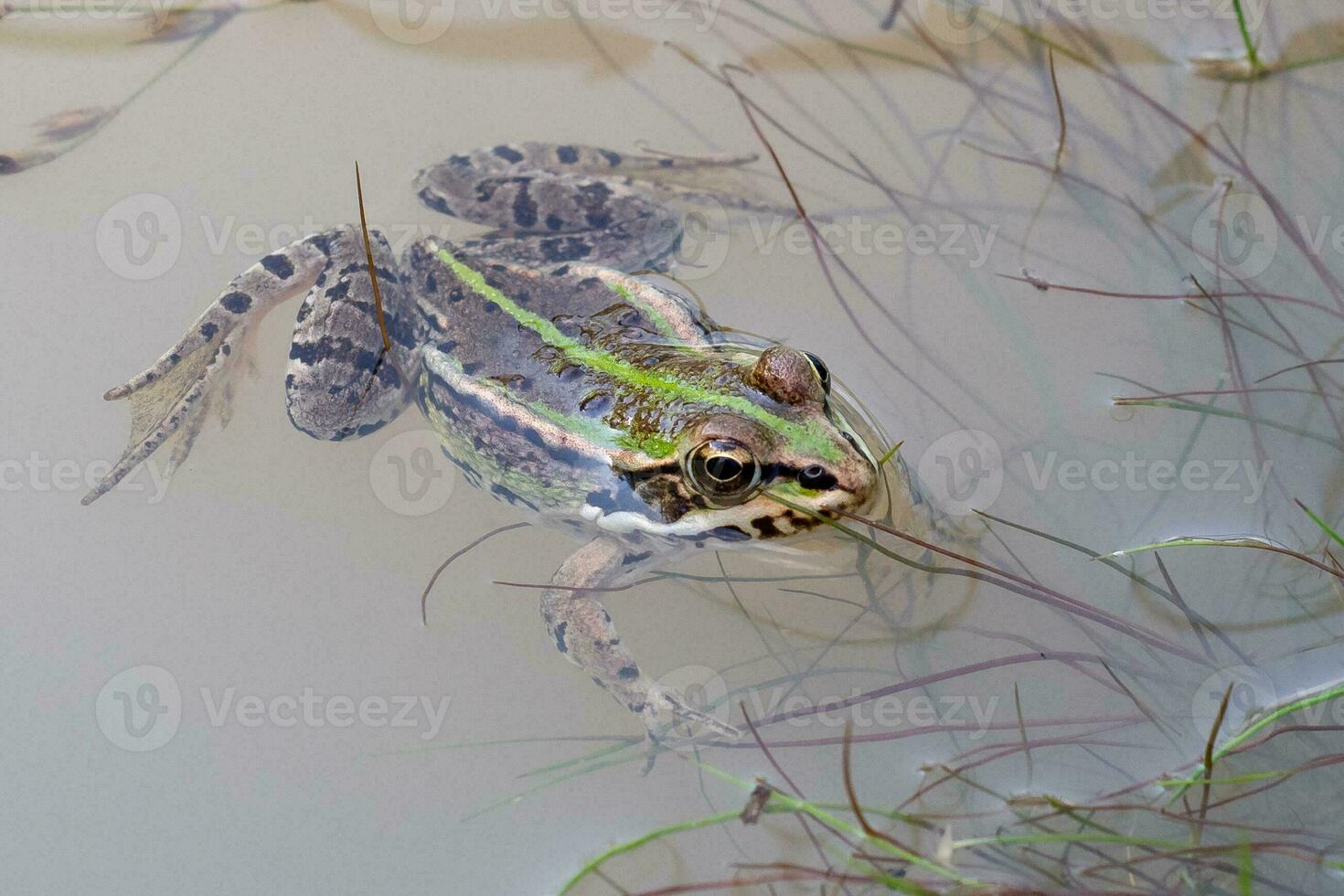 Marsh frog in a pond. Green frog with a head over water. photo