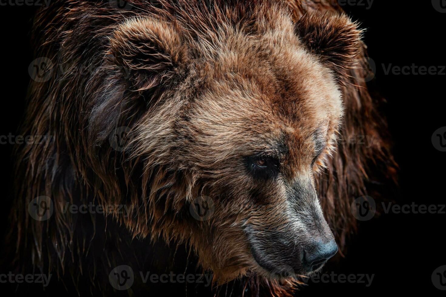Front view of brown bear isolated on black background. Portrait of Kamchatka bear photo