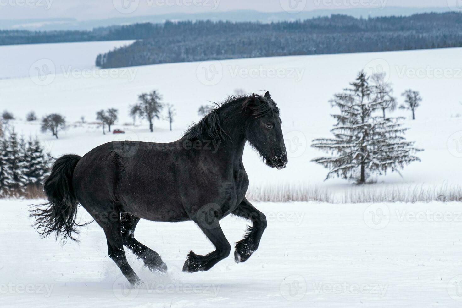 frisón semental corriendo en invierno campo. negro frisón caballo carreras galope en invierno. foto