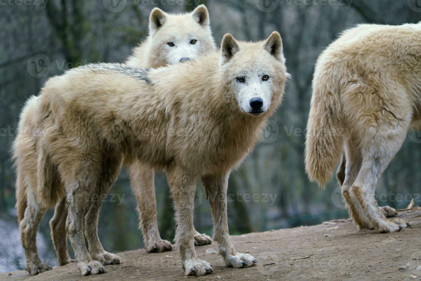 Arctic wolf, Canis lupus arctos, also known as the white wolf or polar wolf photo