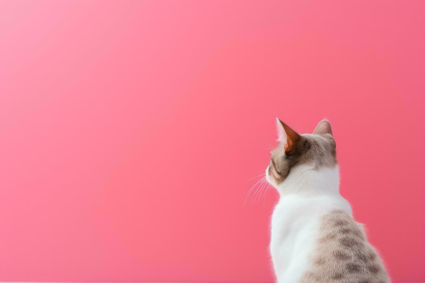 AI generated Cat gazing at a heart on the wall photo