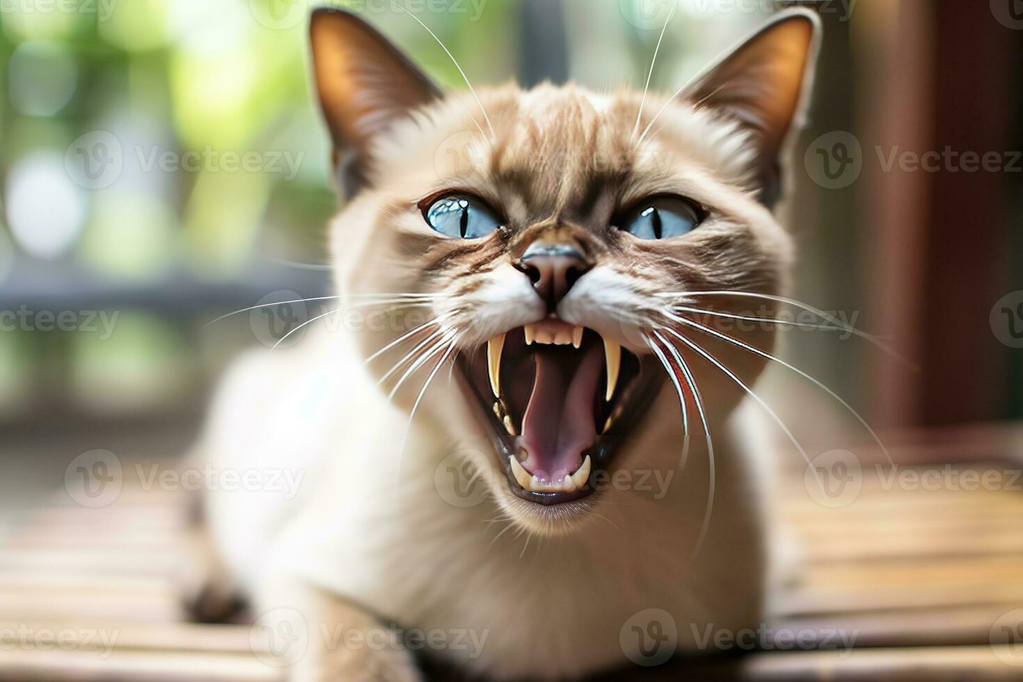 AI generated Thai Tonkinese cat hissing in a cozy home background photo