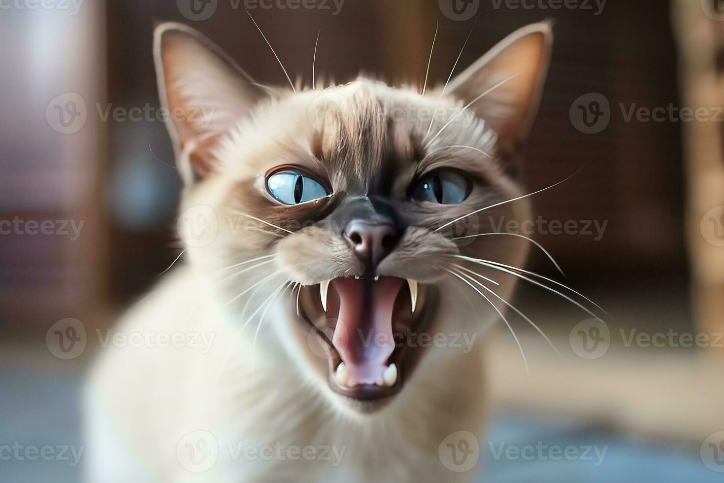 AI generated Thai Tonkinese cat hissing in a cozy home background photo