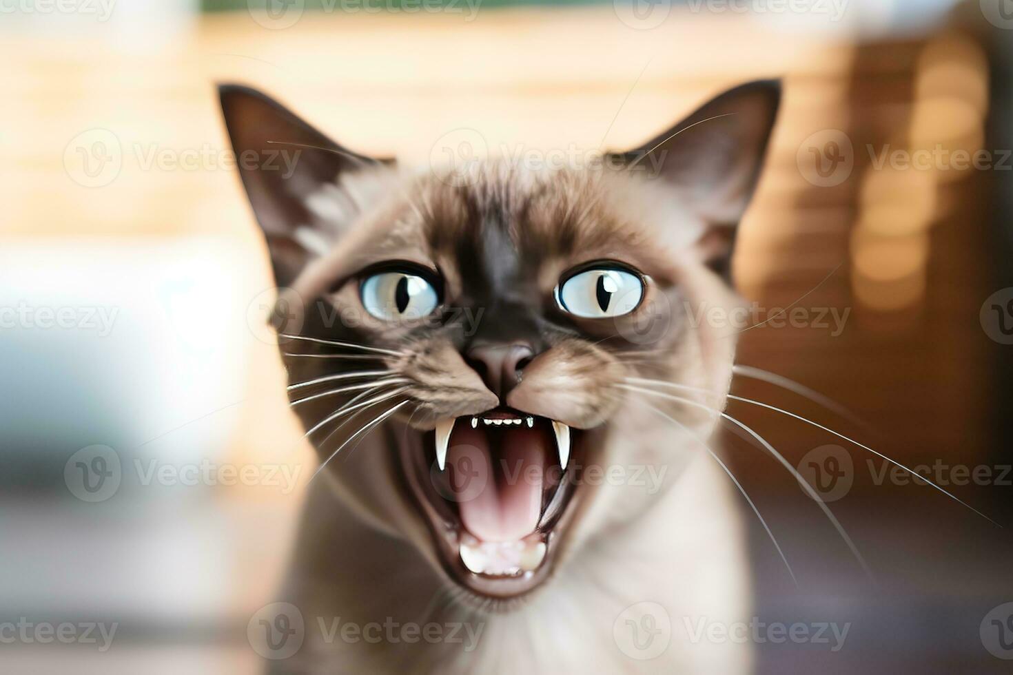 AI generated Thai Tonkinese cat hissing in a cozy home background photo