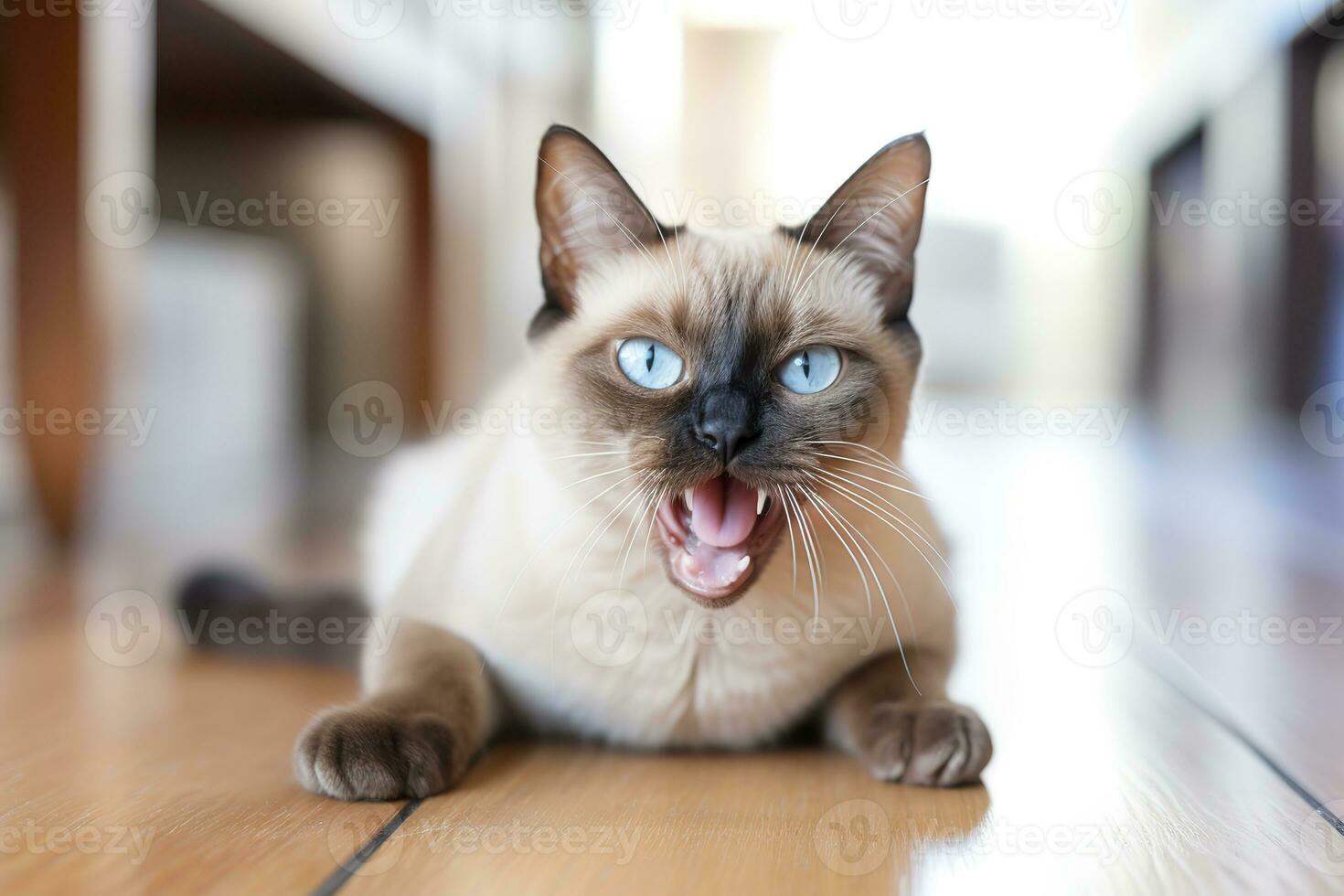 AI generated Thai Tonkinese cat hissing in a cozy home background photo