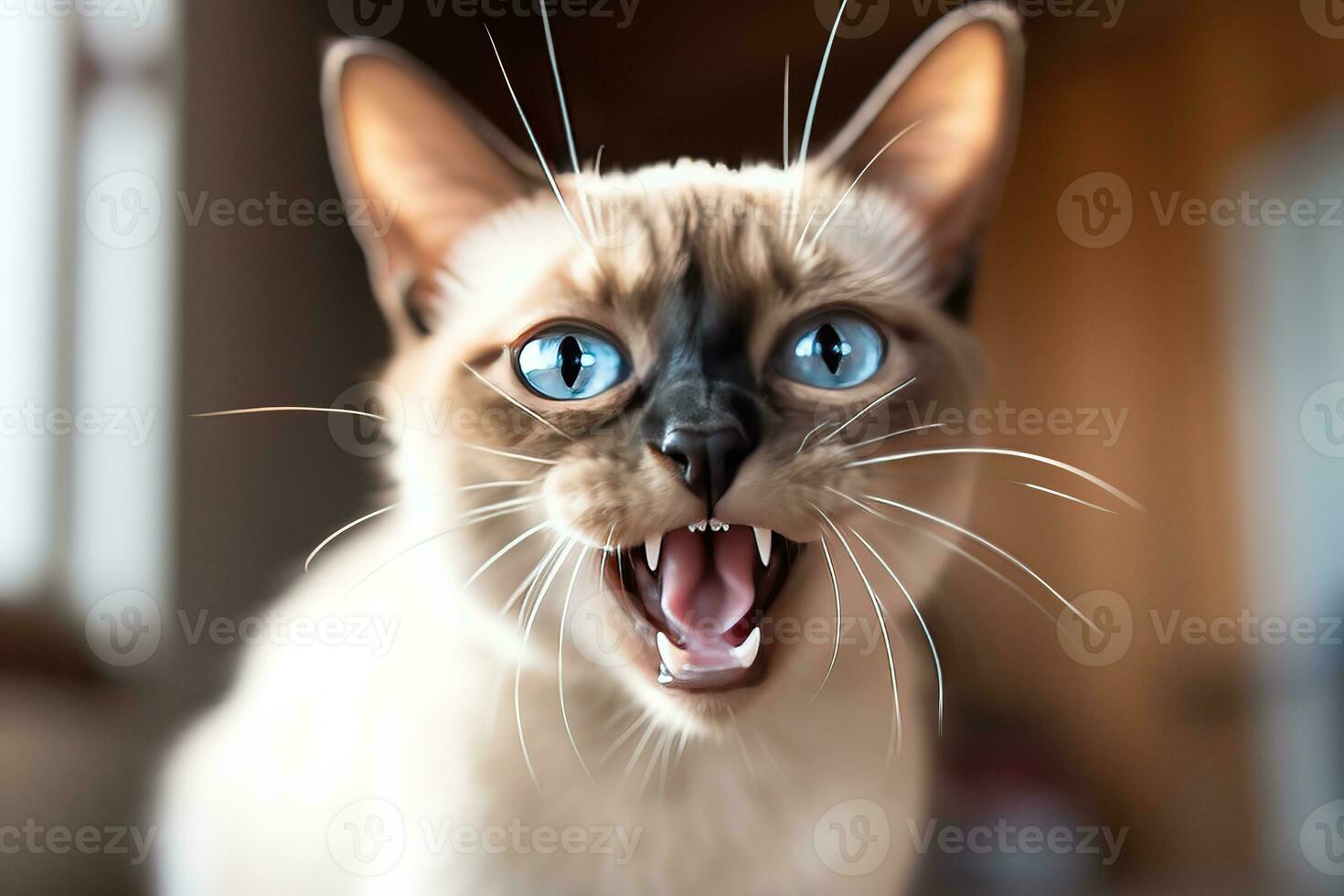 AI generated Thai Tonkinese cat hissing in a cozy home background photo