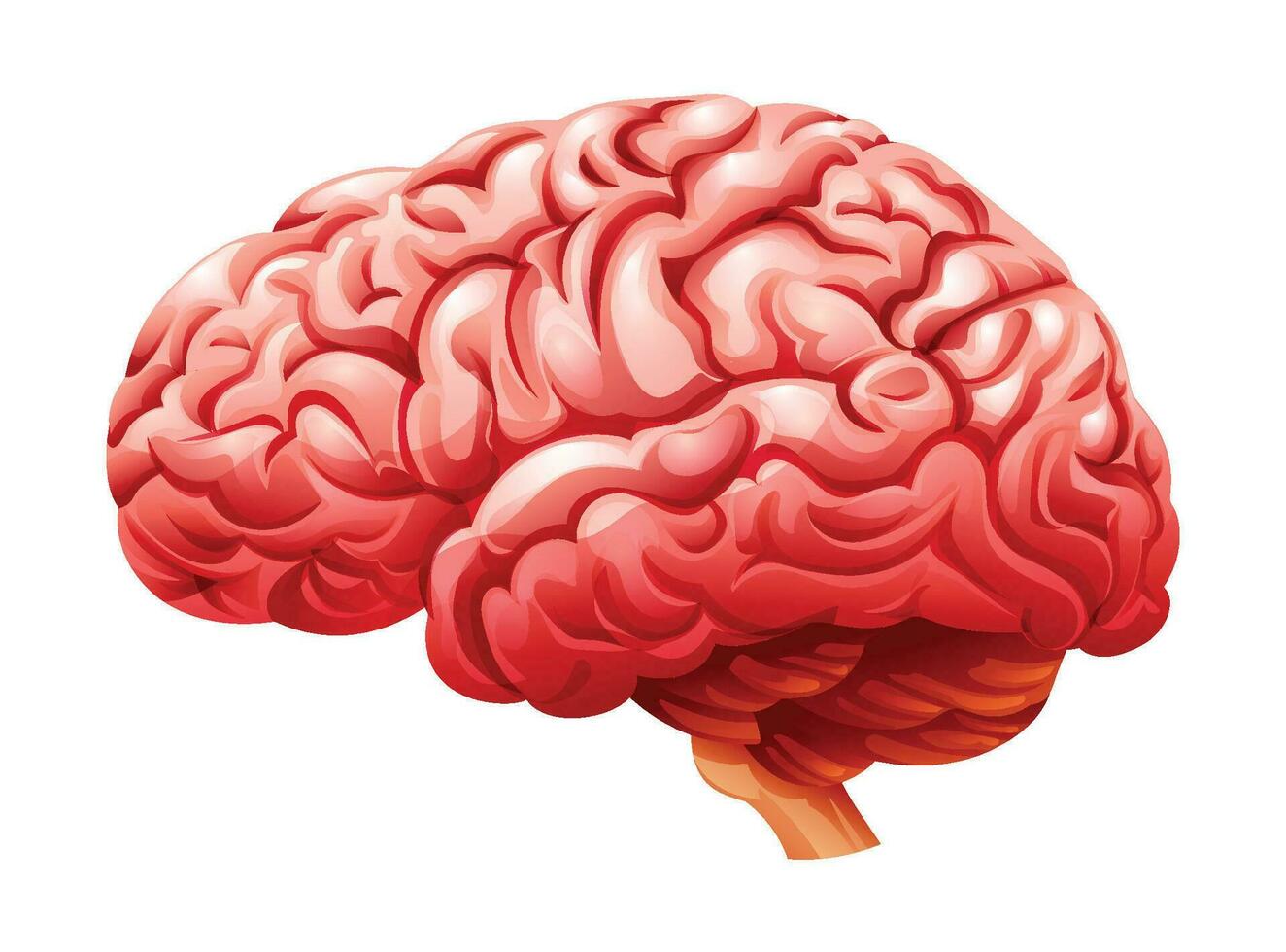 humano cerebro. anatomía de interno Organo. vector ilustración aislado en blanco antecedentes
